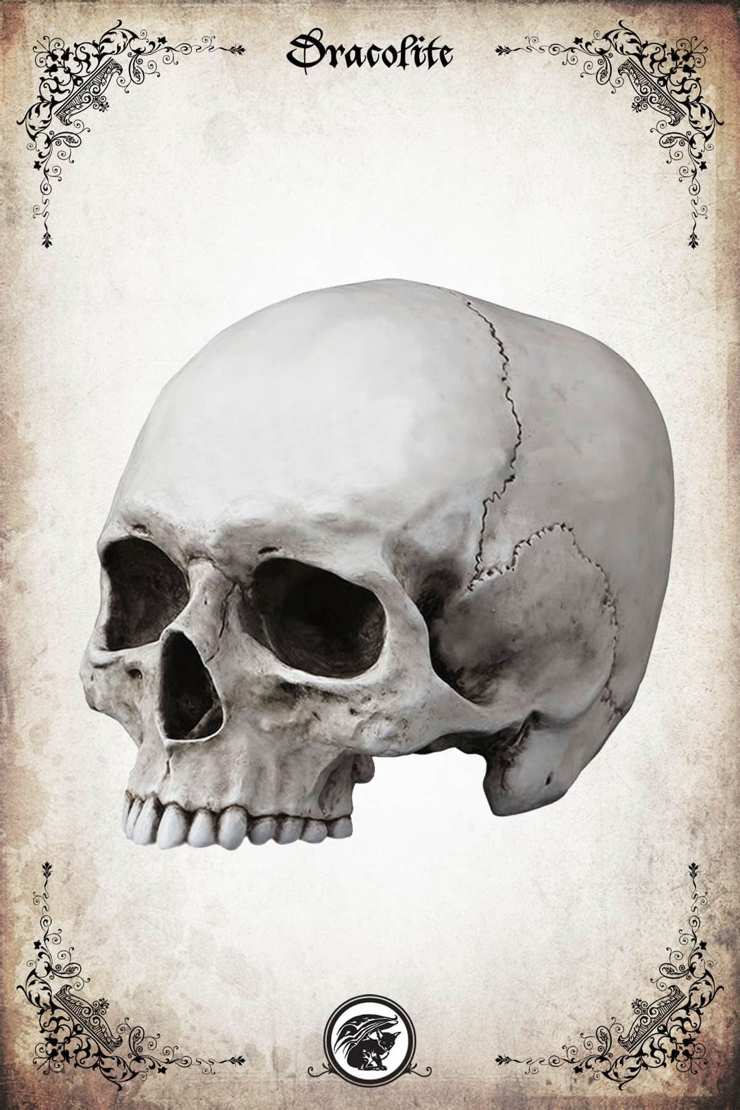 Human Skull