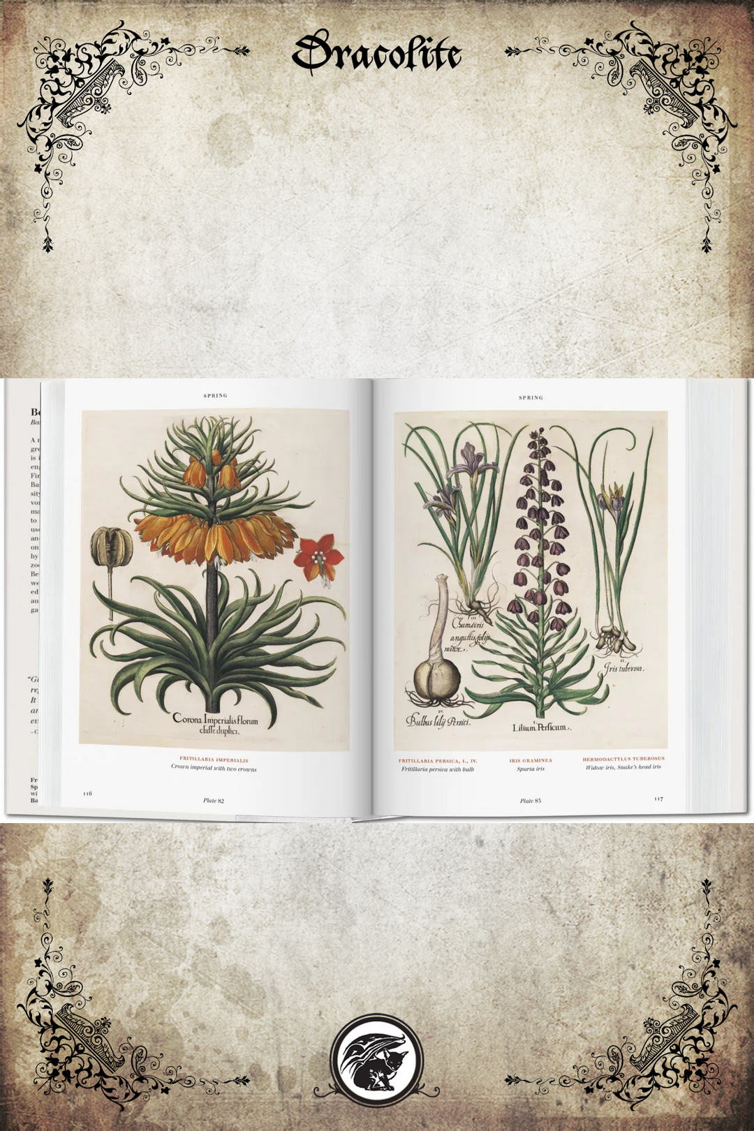 Florilegium, le livre des plantes - Basilius Besler – Dracolite Florilegium, le livre des plantes - Basilius Besler – Dracolite